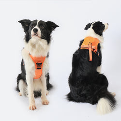 Dog Harness with Lead