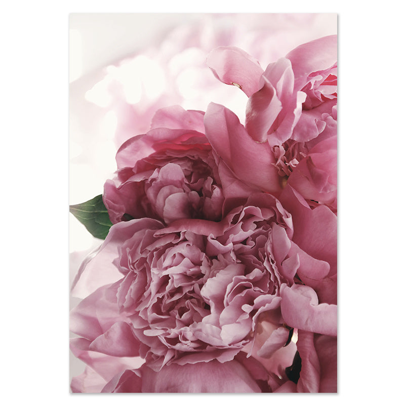 Blush Peony Canvas Art