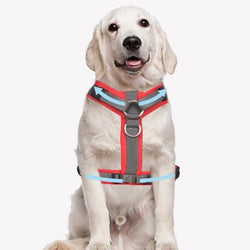 Dog Harness