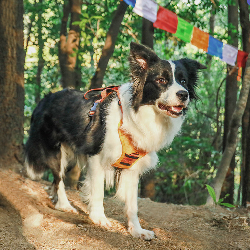 Dog Harness with Lead