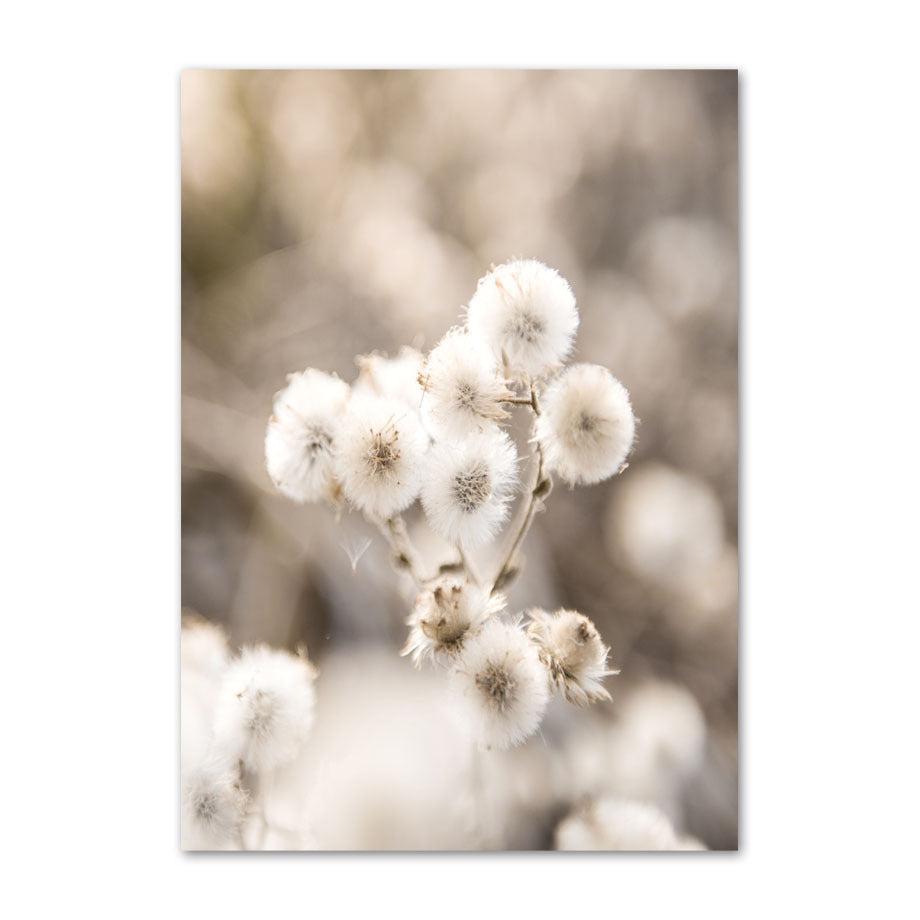 Cotton Blossoms Canvas Art